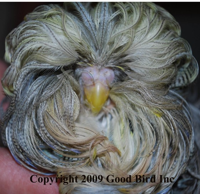 Эклектус самка