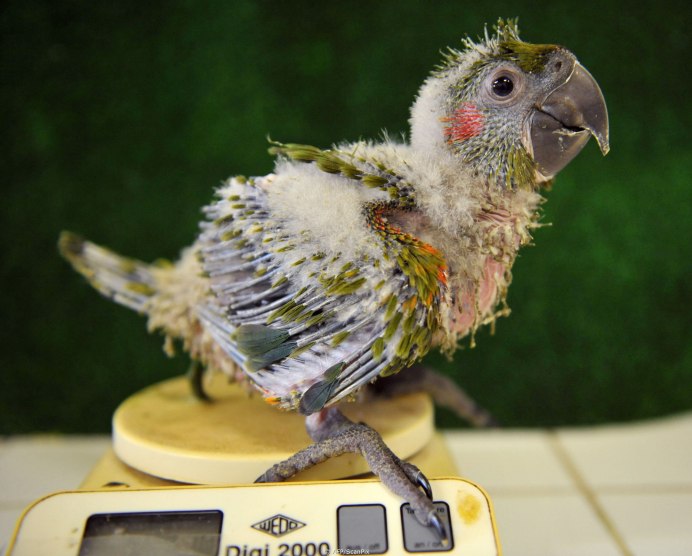 Кучерявый волнистый попугай