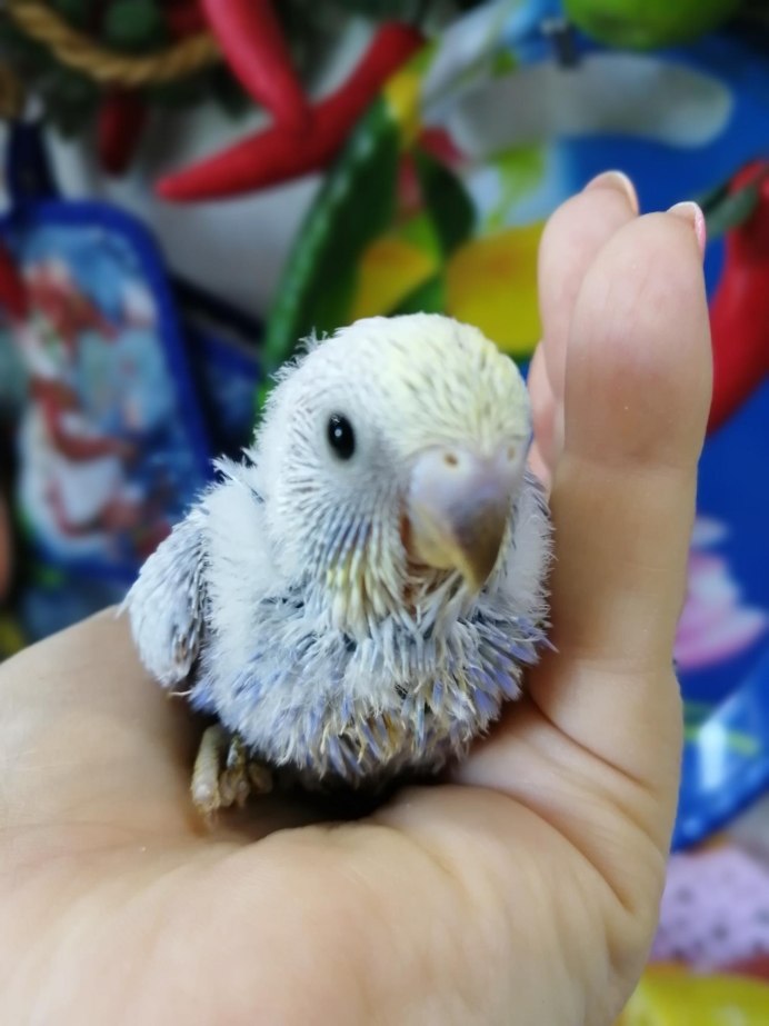 Кучерявый волнистый попугай