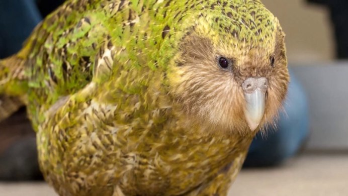Blue Fronted Amazon Parrot