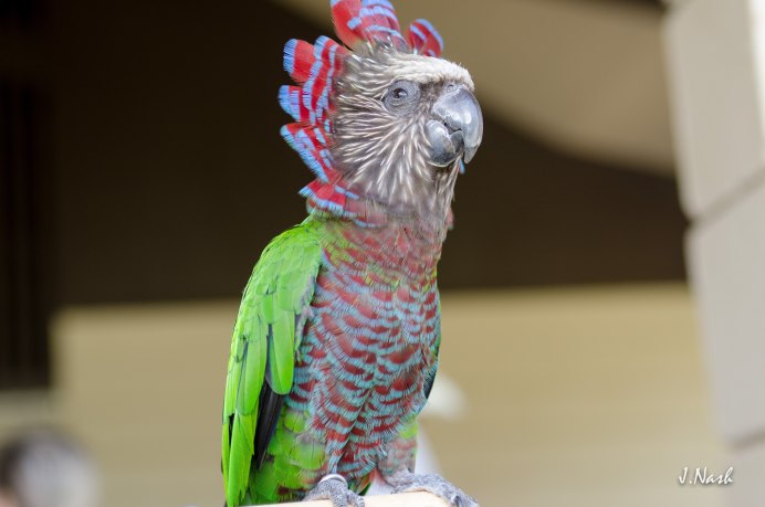 Аргентинский зеленый попугай