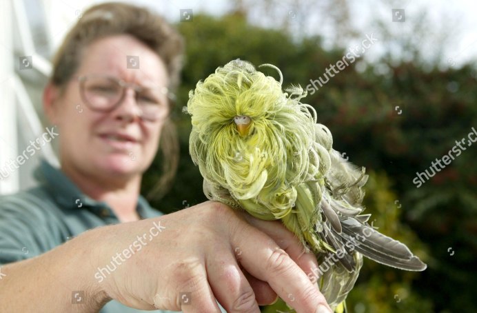 Попугай молуккский Какаду