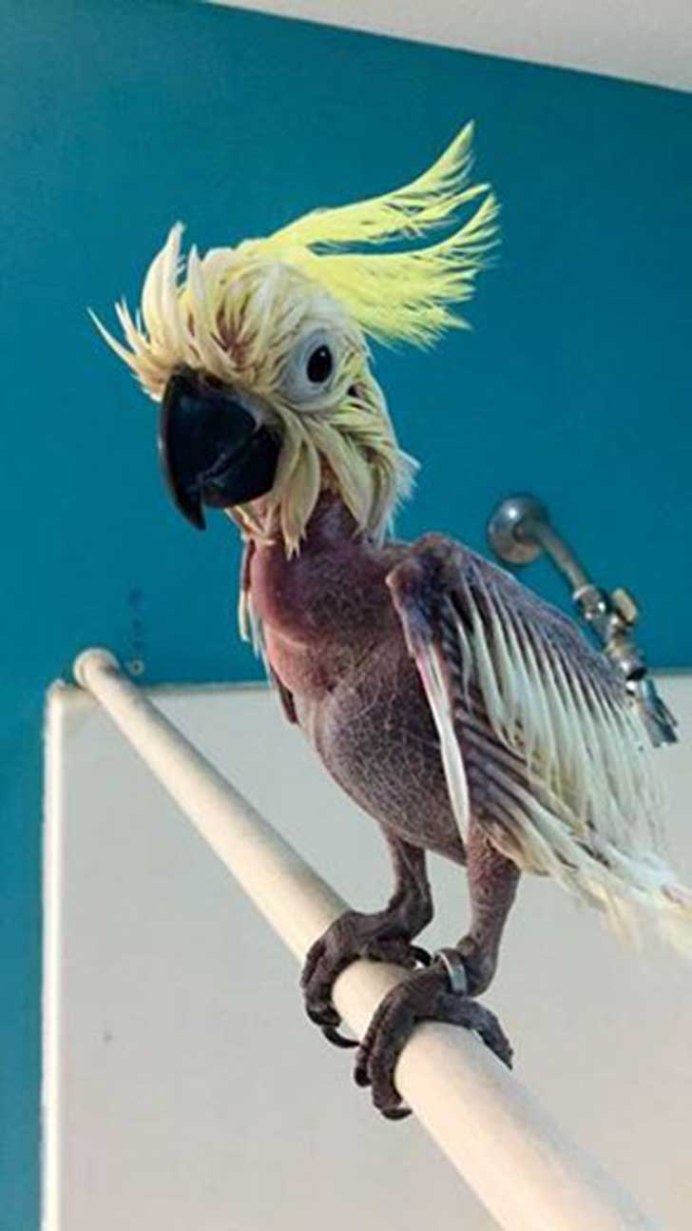 Бразильские попугаи МАРИТАКА