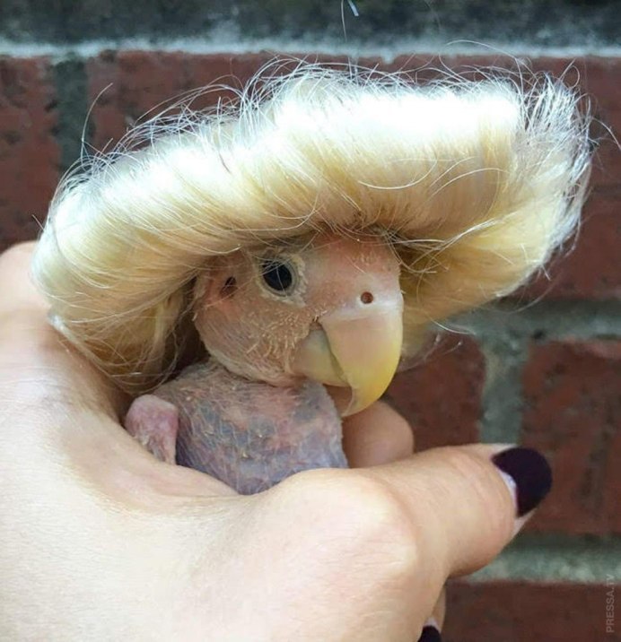 Попугай квакер монах