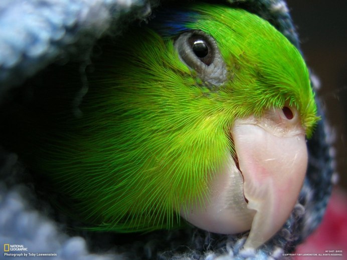 Веерного попугая (Deroptyus accipitrinus)