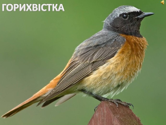 Обыкновенная горихвостка