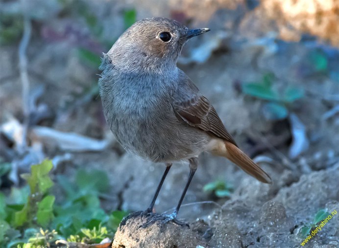 Phoenicurus ochruros