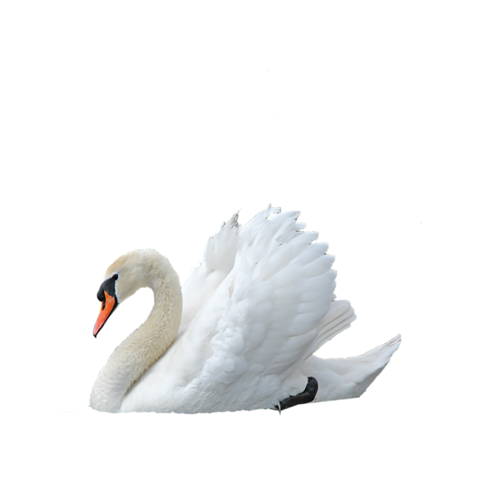 Лебеди (птицы)