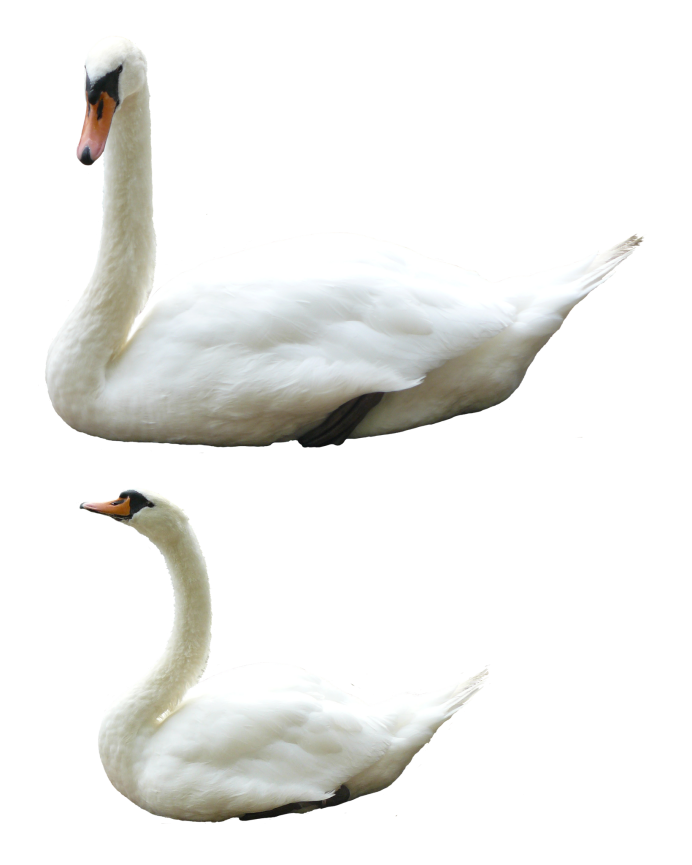Лебедь клипарт