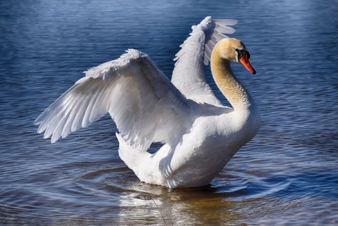 Лебедь белый в воде