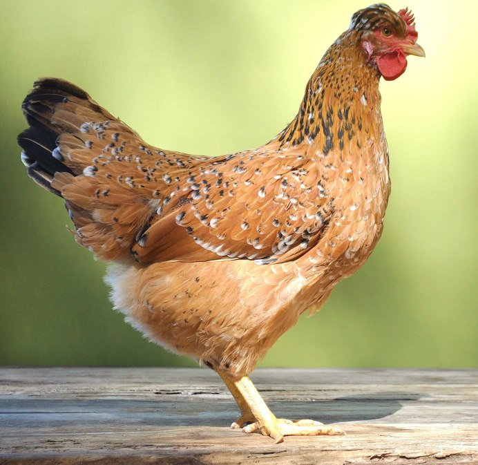Hen курица