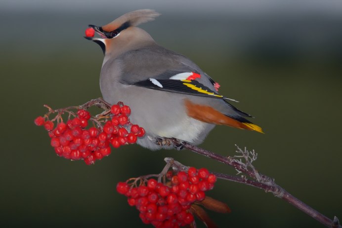 Клест на рябине