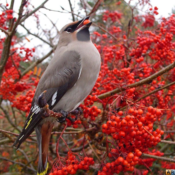 Птички которые едят рябину зимой