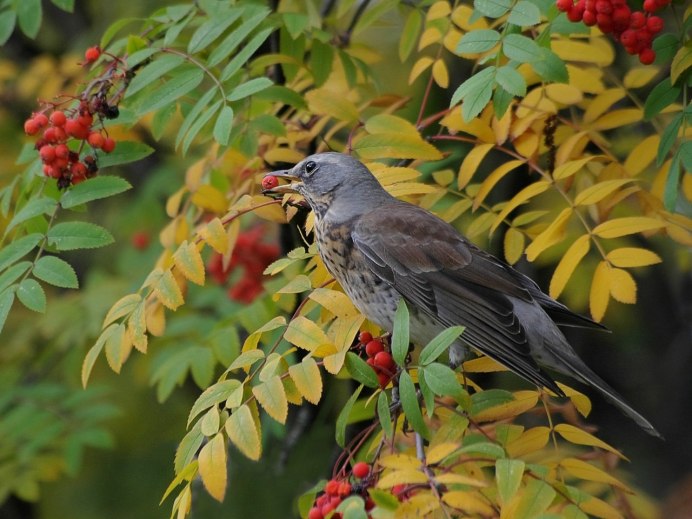 Птицы на рябине