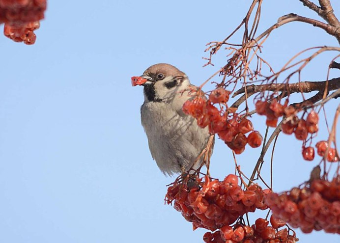 Дрозд рябинник Перелетная птица