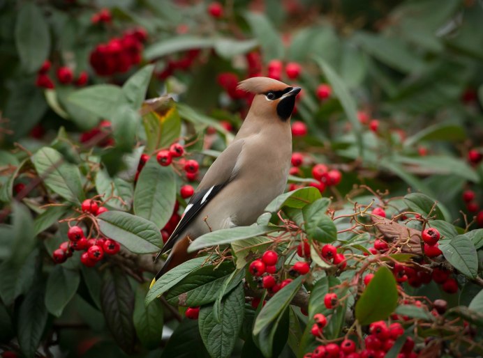 Свиристели на рябине