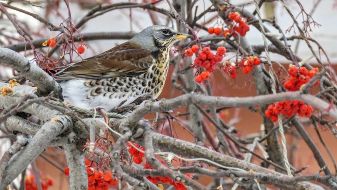 Свиристель боярышник