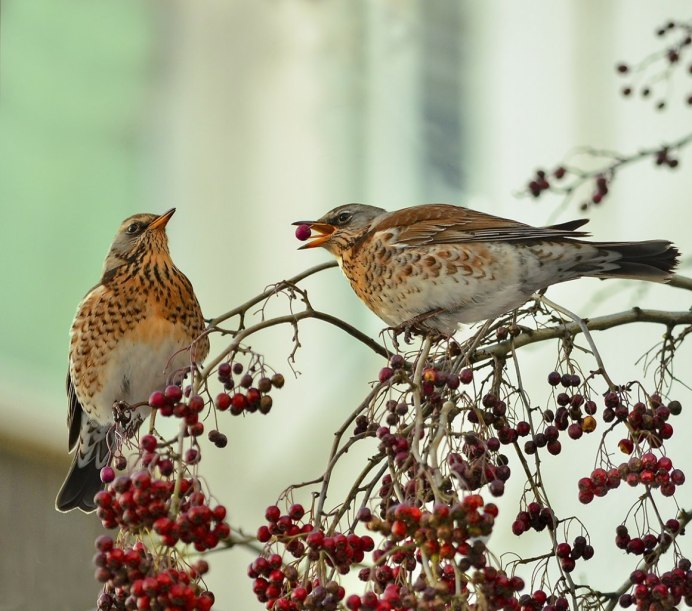 Дрозд рябинник