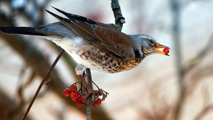 Свиристели на рябине осень