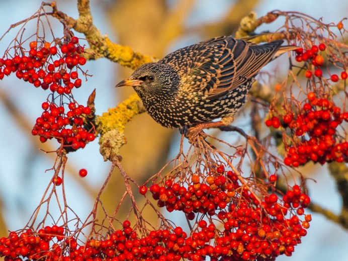 Свиристель боярышник