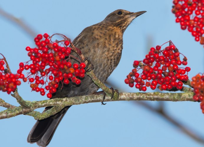 Дрозд рябинник жимолость