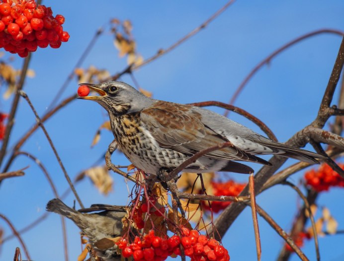 Скворец рябинник птица