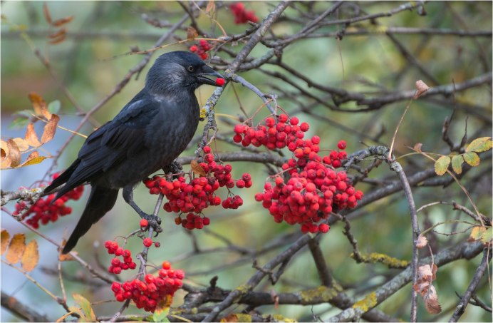 Щур птица самка