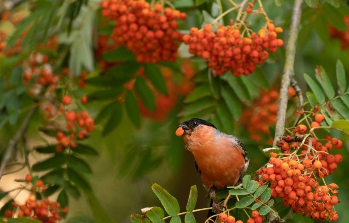 Воробей осенью