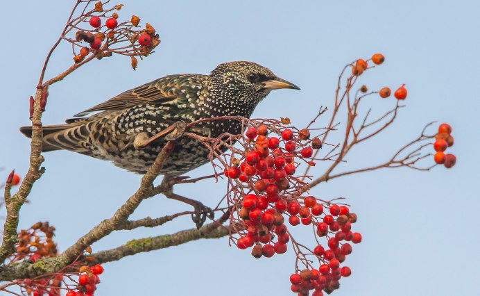 Дрозды, скворцы рябина