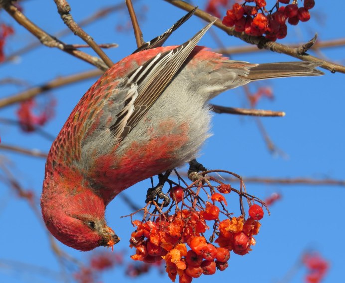 Птичка на ветке с ягодами
