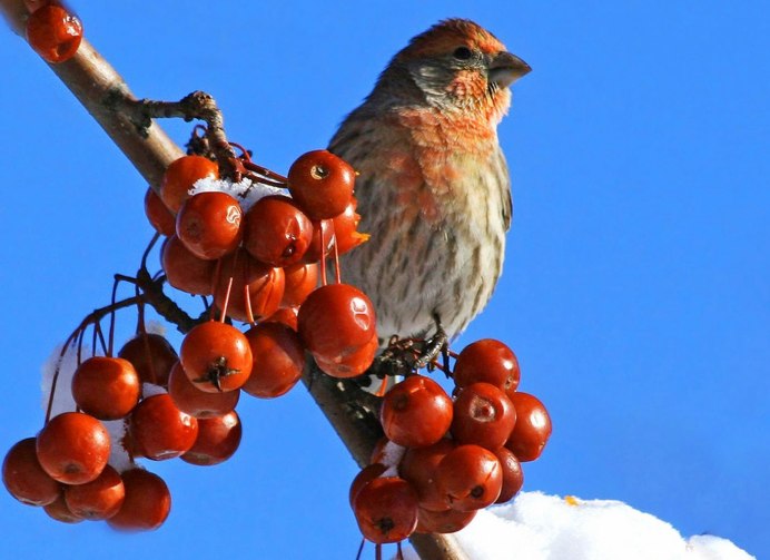 Свиристели на рябине