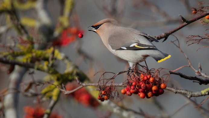 Свиристель клюв