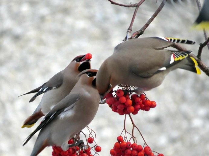 Свиристель с ягодой
