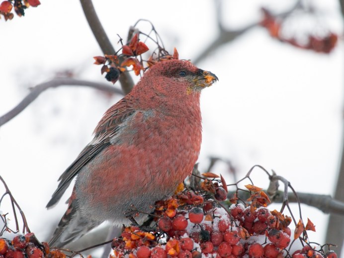Птица Калина