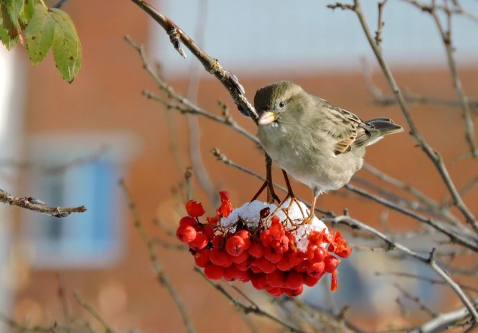 Дрозд рябинник жимолость