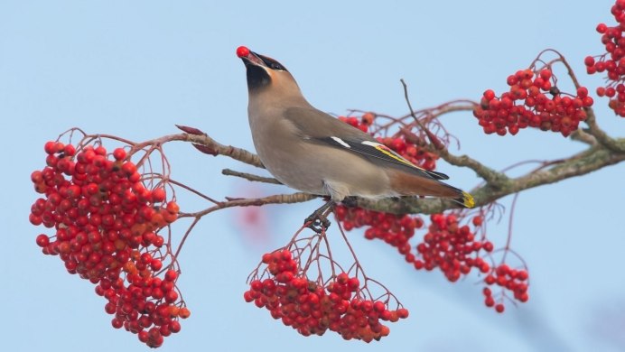 Зяблик рябинник