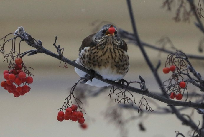 Щур и Снегирь