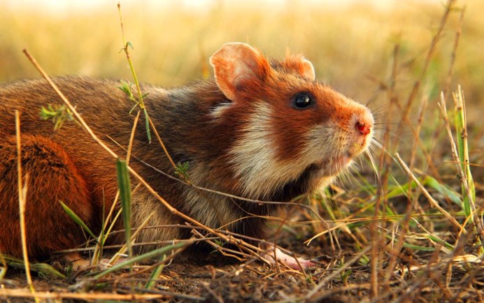 Обыкновенный хомяк Cricetus Cricetus