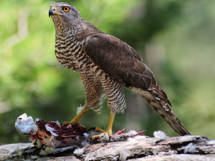 Ястреб - тетеревятник (Accipiter gentilis)