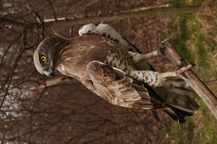 Канюк, чеглок, Змееяд