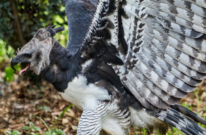 Орел Гарпия