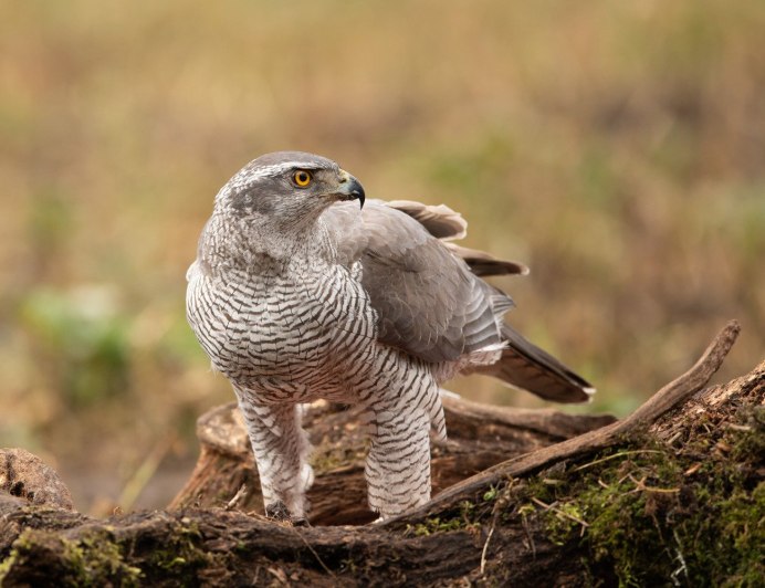 Птица ястреб тетеревятник