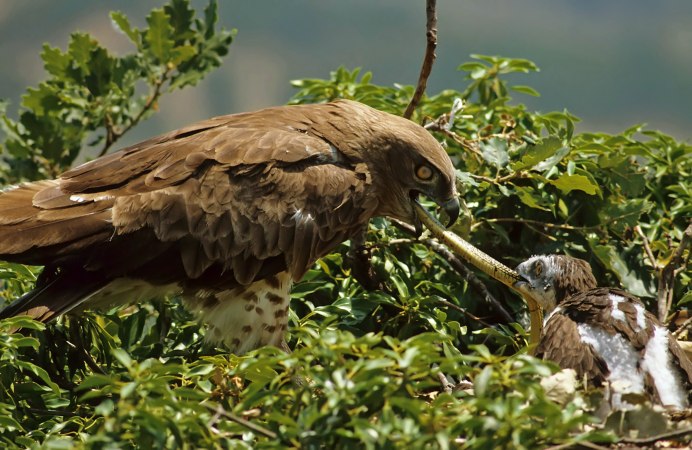 Змееяд Circaetus gallicus Gmelin