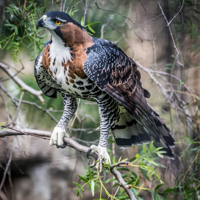 Африканский венценосный Орел
