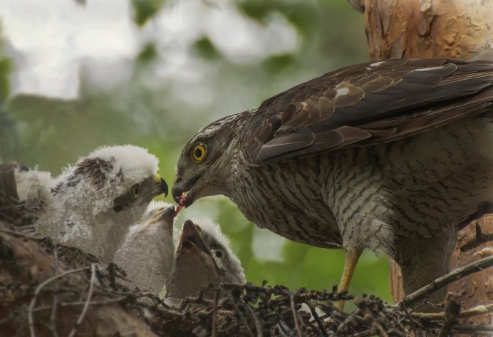 Гнездо ястреба тетеревятника