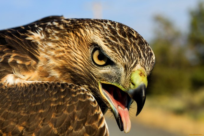 Сокол с открытым клювом