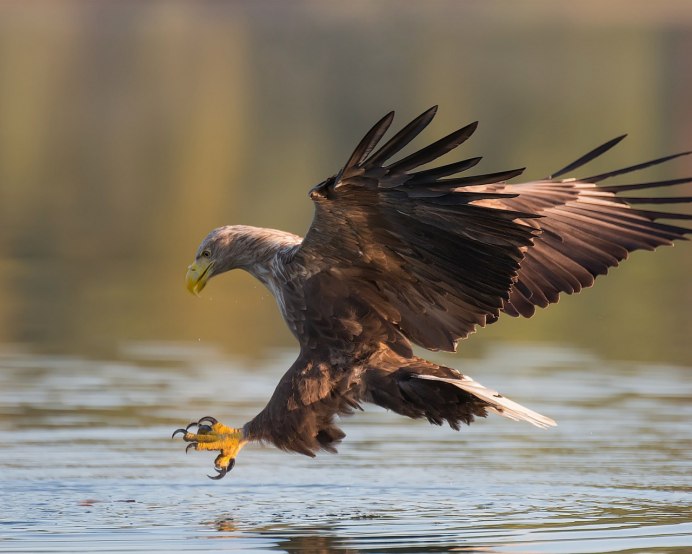 Орлан Орел Коршун