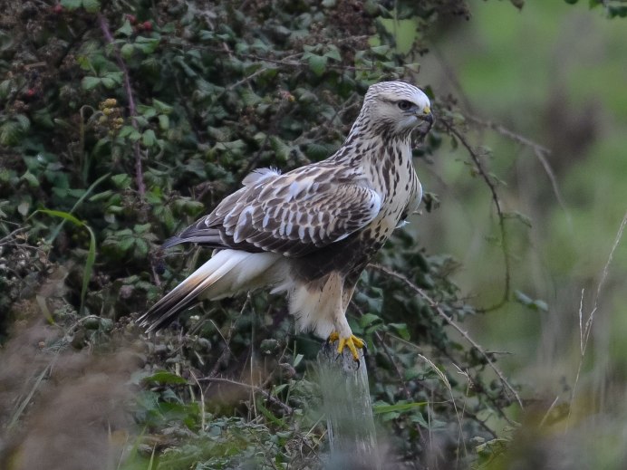 Хищные птицы Ленинградской области канюк