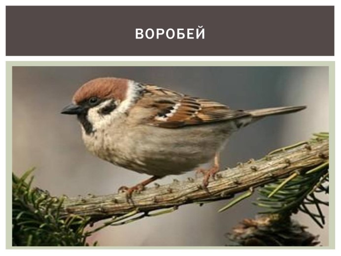 Воробей залетел