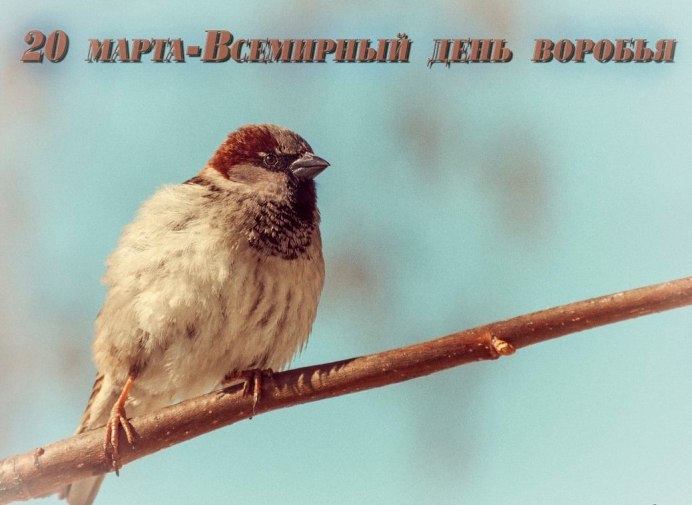 Милые воробьи